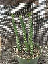 Euphorbia evansii multi for sale  Gilroy