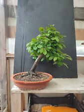 Pré bonsai carpino usato  Isernia