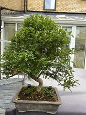 Bonsai japoneses pepper. for sale  GREENHITHE