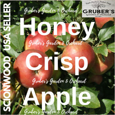 Honeycrisp apple fruit for sale  Millersburg