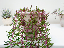 Senecio herreianus purple for sale  SOUTHAMPTON