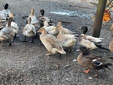 Call duck hatching for sale  ILMINSTER