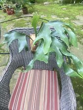 staghorn fern plants for sale  Apison