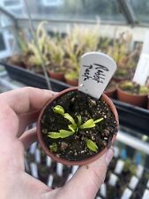 Venus flytrap rabbit for sale  GRIMSBY