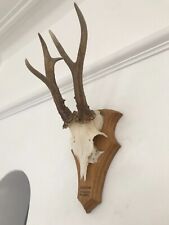 Pointy antlers roe for sale  SOUTHEND-ON-SEA