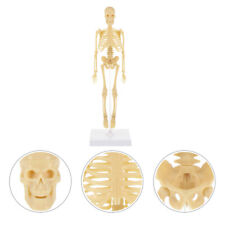 Anatomy skeleton anatomy for sale  Shipping to Ireland