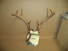 Whitetail deer antlers for sale  Trezevant