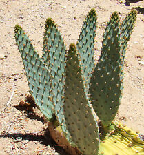 Opuntia engelmannii var. for sale  Tucson
