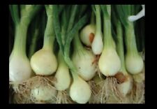 Cebolla de hoja perenne Nebuka selecta 25 - 1000 semillas raras japonesas blancas a granel segunda mano  Embacar hacia Argentina