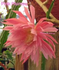Epiphyllum pink plumes usato  Spedire a Italy