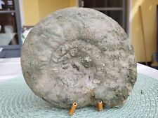Ammonit rthosphinctes gross gebraucht kaufen  Kulmbach