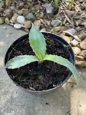 Small size agave for sale  Collinston