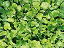 Culinary spearmint mentha for sale  Saint Augustine