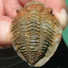 Top quality trilobite for sale  Shipping to Ireland