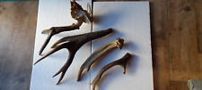 Job lot antlers for sale  CAMBORNE