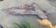 "Nudo de pino encontrado crudo madera seca para arte/artesanía/tallar 17,5""", usado segunda mano  Embacar hacia Argentina