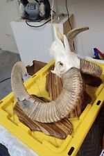 Sheep ram skull for sale  Thousand Oaks