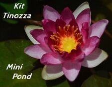 KIT TINOZZA 3 piante: 1 rizoma ninfea piccola BATEAU + ossigenante + N. Peltata, usato usato  Villasalto
