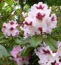 Großblumige rhododendron herb gebraucht kaufen  Bad Zwischenahn