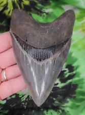 Megalodon Sharks Tooth 4 9/16" inch BEAUTY fossil sharks teeth tooth for sale  Shipping to South Africa