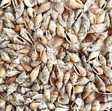 Sea shells lot for sale  Cambridge