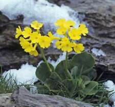 primula auricula for sale  Shipping to Ireland