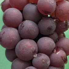 Plant raisin lidia d'occasion  Expédié en France