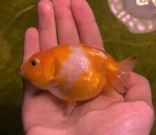 Live baby ranchu for sale  Union
