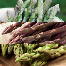 Asparagus crowns mixed for sale  GLASGOW