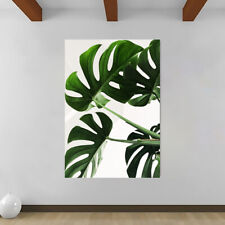 Swiss cheese monstera for sale  PLYMOUTH