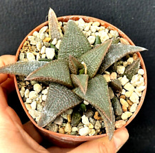 Haworthia koelmaniorum pot usato  Baranzate