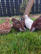 Bob white quail for sale  MAGHERAFELT