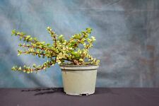 succulent bonsai jade tree for sale  North Fort Myers