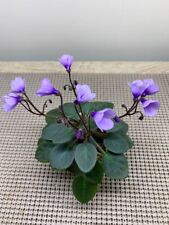 African violet leaf for sale  Baltimore
