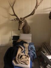 Trophy mounted elk for sale  Troutman