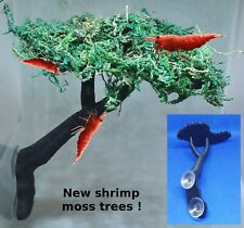 Shrimp moss tree for sale  HULL