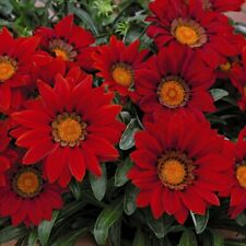 Gazania red shades for sale  IPSWICH