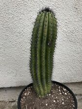 Pipe Large Cacti Organ for sale| 16 ads for used Pipe Large Cacti Organs