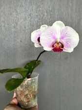Orchid phal phalaenopsis for sale  Columbia