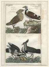1795 1800s birds for sale  Ithaca