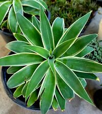 Agave attenuata foxtail for sale  Valley Village