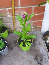 plants pink pots for sale  SOUTHAMPTON