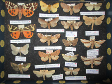 British moth collection for sale  WATERLOOVILLE