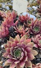 sempervivum gebraucht kaufen  Wagenhoff