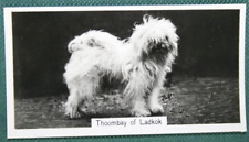 Tibetan terrier show for sale  DERBY