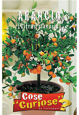 Semi seeds arancio usato  Morra De Sanctis