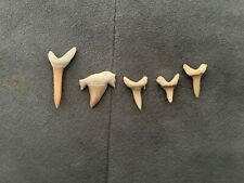 shark teeth for sale  BRIERLEY HILL