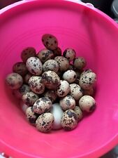 hatch quail eggs for sale  Bryant Pond