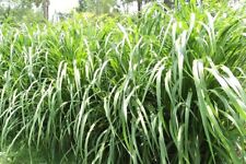 Graines pennisetum purpureum d'occasion  Mantes-la-Jolie