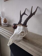 Deer skull antler for sale  EXETER